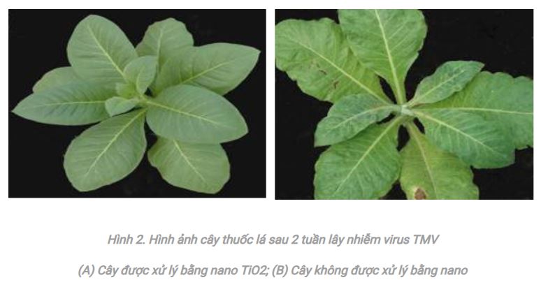 Một số kết quả nghiên cứu ứng dụng công nghệ nano trong trồng trọt tại Học viện Nông nghiệp Việt Nam