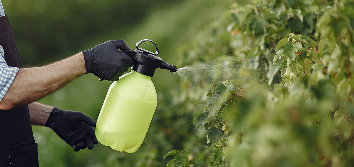 Xu Hướng Chuyển Đổi Từ Phân Bón Gốc Sang Phân Bón Lá Trong Nông Nghiệp Hiện Đại